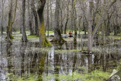Galeriç Subasar Ormanları